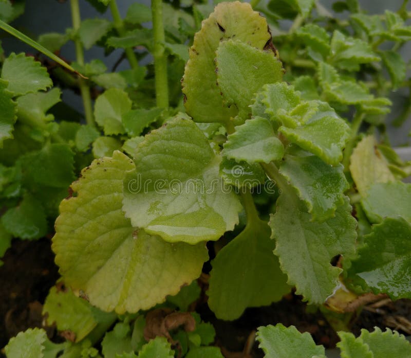 Herbal ajwain seeds stock photo. Image of fresh, asian 22531322