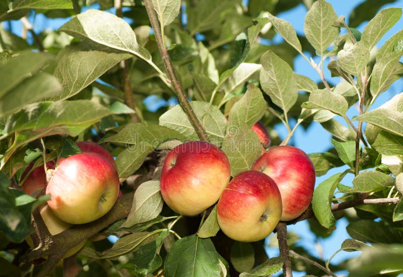 Jablka Akane (jablek Akane, Jablka Akane, červenou barvu) Jablka Akane