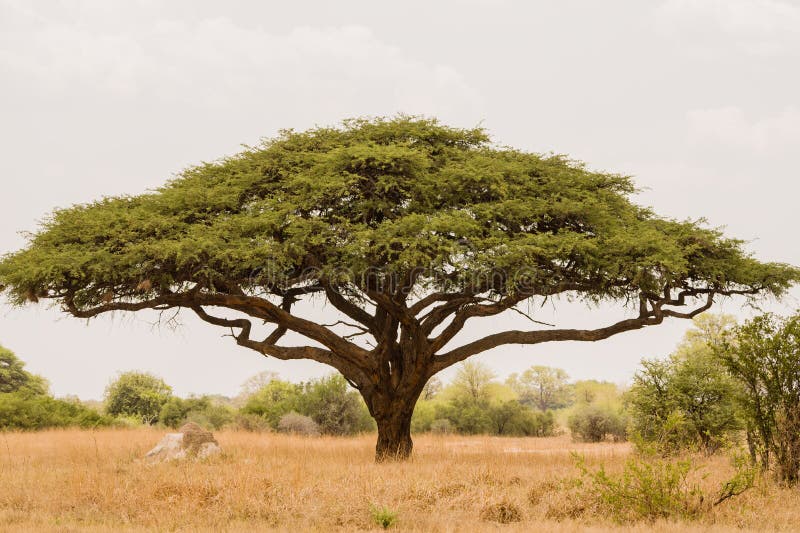 Akazienbaum in Afrika stockfoto. Bild von baum, safari 20638768