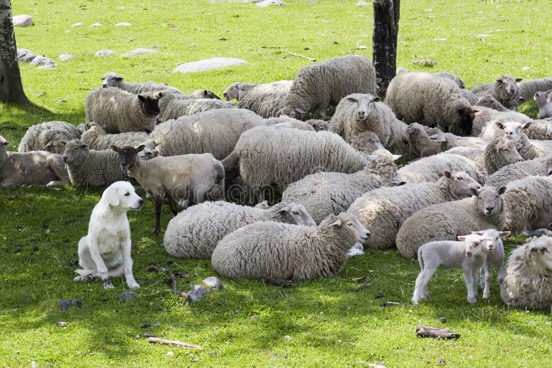 Sheepdog Protecting Sheep Stock Photos Free Royalty Free Stock