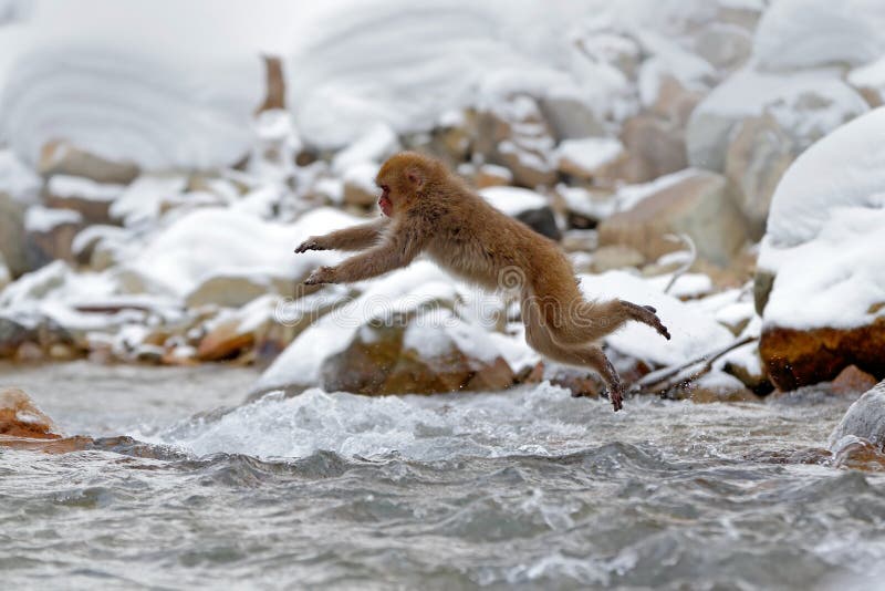 Akci przyrody małpia scena od Japonia Małpi Japoński makak, Macaca fuscata, skacze przez zimy rzekę, hokkaido, Japonia Sn zdjęcie stock