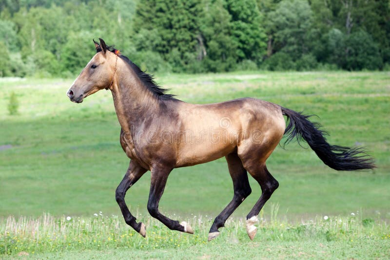 Akhal-Teke horse gallops in field