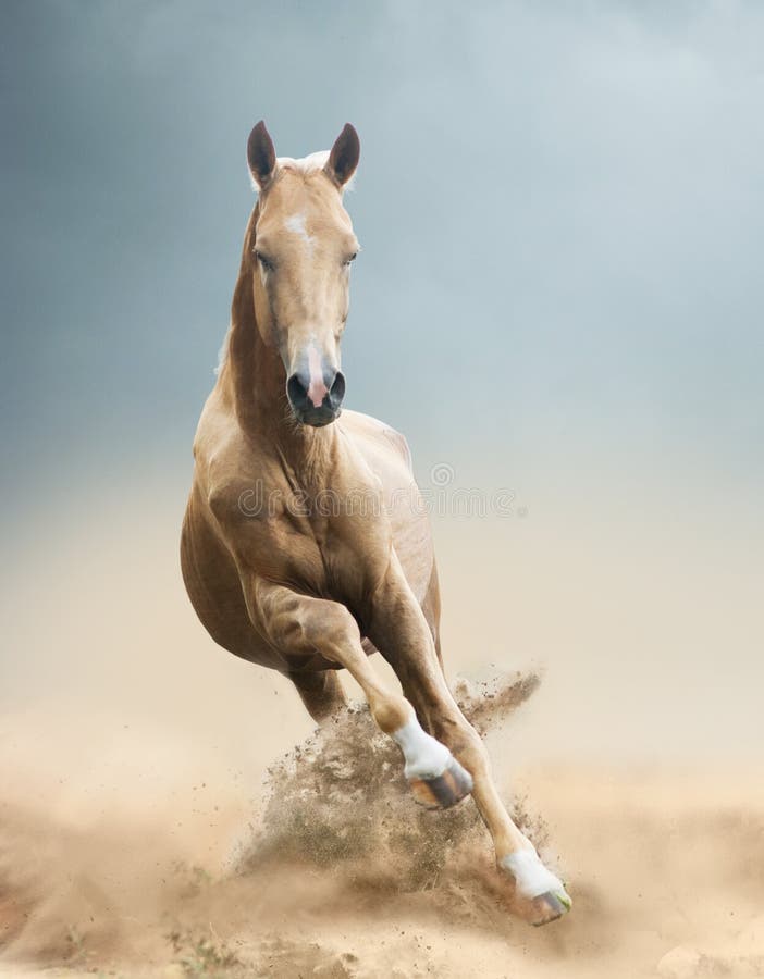 Akhal-teke koń w pustyni zdjęcia stock Akhal-teke koń w pustyni zdjęcia stock