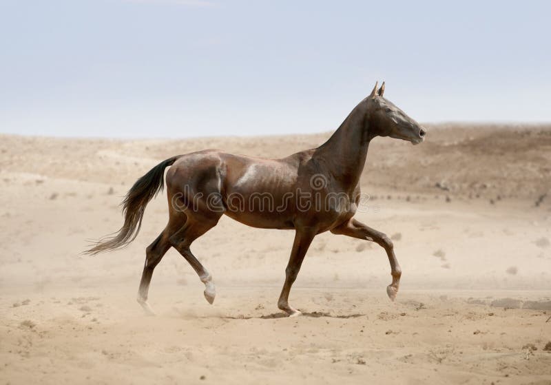 Akhal-teke koński bieg w pustyni zdjęcia stock Akhal-teke koński bieg w pustyni zdjęcia stock