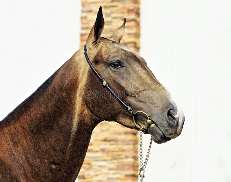 Akhalteke horse portrait on stud background stock images Akhalteke horse portrait on stud background stock images