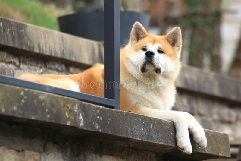 Akita dog. Lying on the step stock image Akita dog. Lying on the step stock image