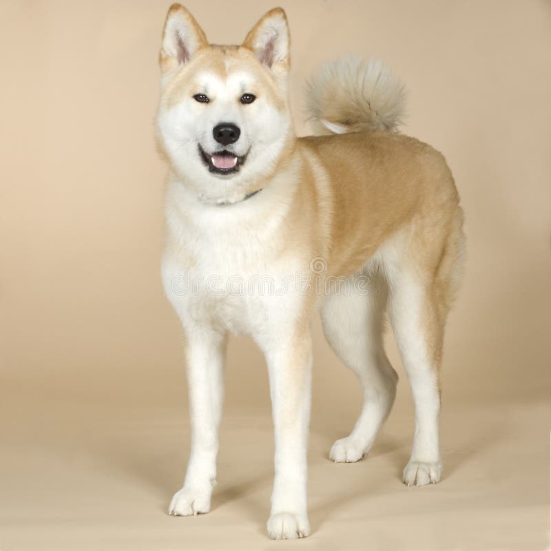 Akita inu (14 mesi) davanti a uno sfondo bianco.