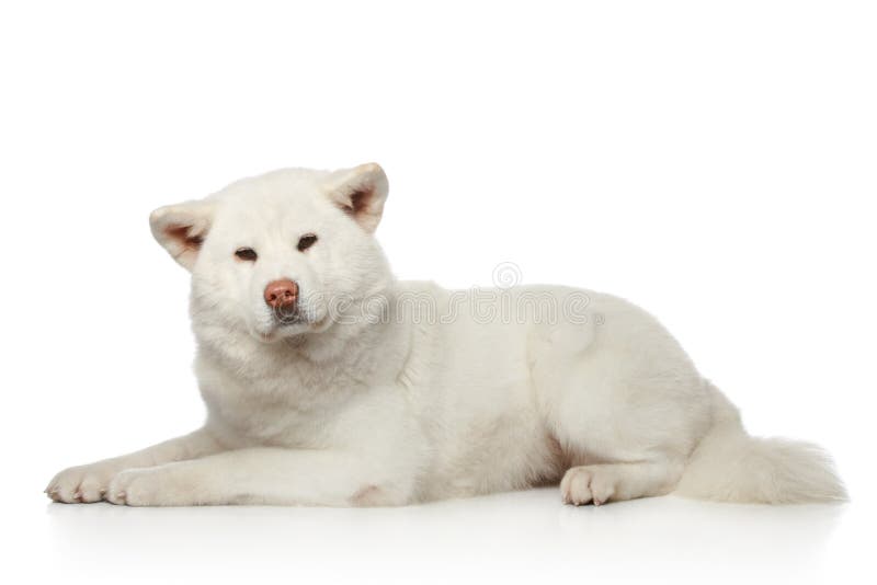 Zentraler Asiatischer SchäferhundHund Auf Weißem Hintergrund Stockfoto