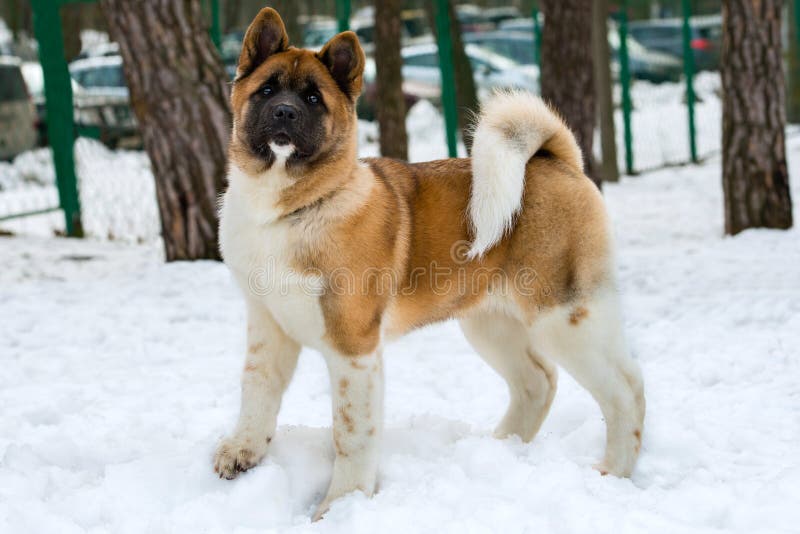 Akita Inu i snö royaltyfri foto Akita Inu i snö royaltyfri foto