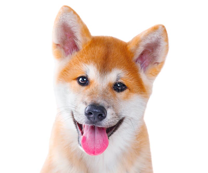 Akita Inu purebred puppy dog. Shiba inu