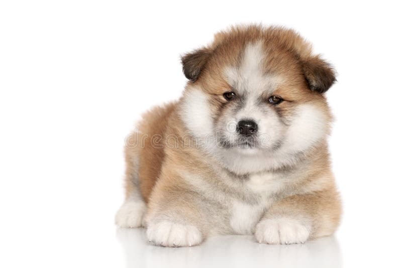Akita inu Welpe stockfoto. Bild von junges, hund, braun 24892066