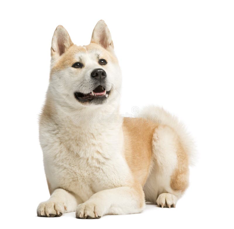 Akita Inu, 2 years old, lying and panting