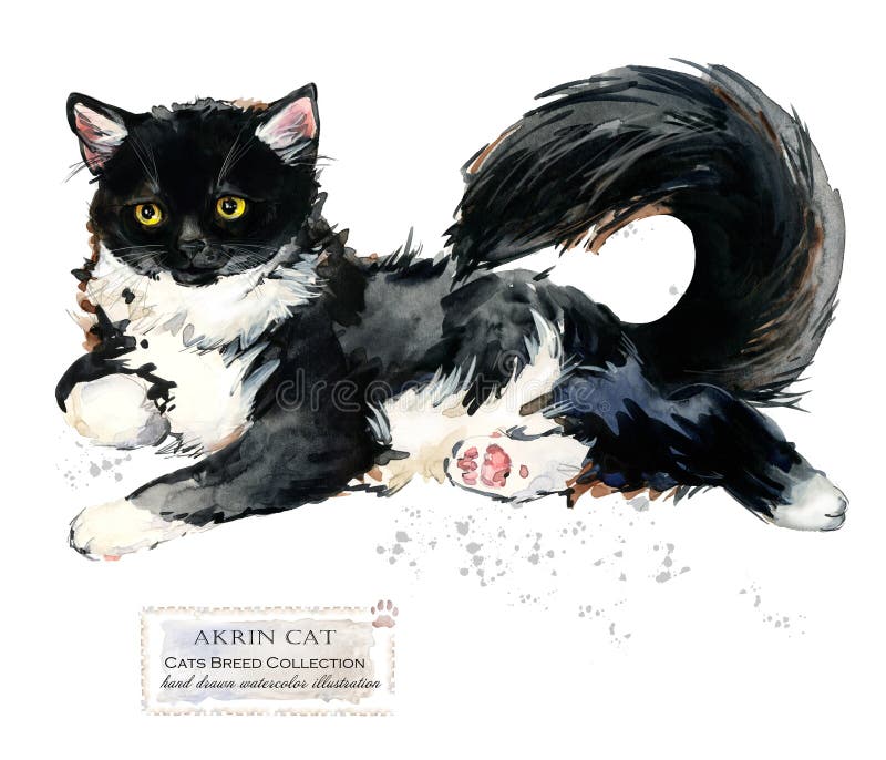 Akrin cat. watercolor home pet illustration. Cats breeds series. domestic animal.