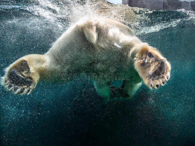 Aktionsnahaufnahme des Eisbären mit dem großen Tatzenschwimmen unterseeisch mit Blasen unter der Wasseroberfläche in einem Zoo de lizenzfreies stockfoto Aktionsnahaufnahme des Eisbären mit dem großen Tatzenschwimmen unterseeisch mit Blasen unter der Wasseroberfläche in einem Zoo de lizenzfreies stockfoto