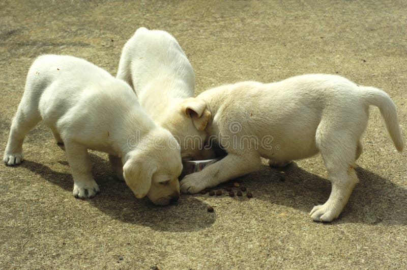 Aktive Labrador-Welpen lizenzfreies stockfoto Aktive Labrador-Welpen lizenzfreies stockfoto