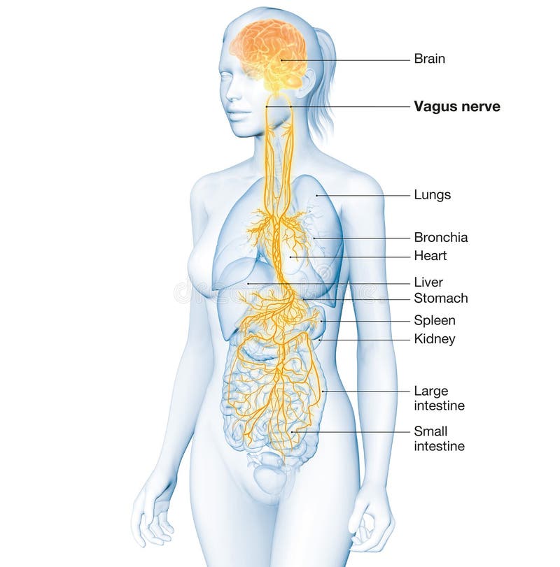 Aktives Gehirn und energetisches Vagus Nerv Kommunikation Meditationsfrau mit der Bezeichnung 3D-Abbildung