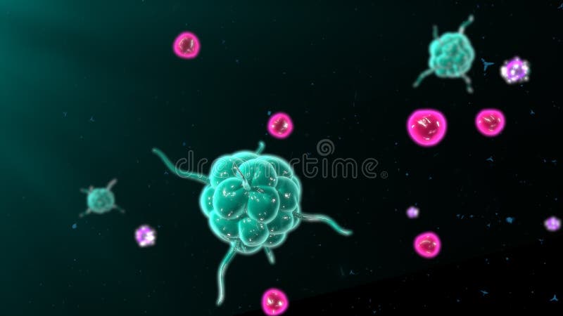 Aktivierende t-Zellen und b-Zellen im Immunsystem