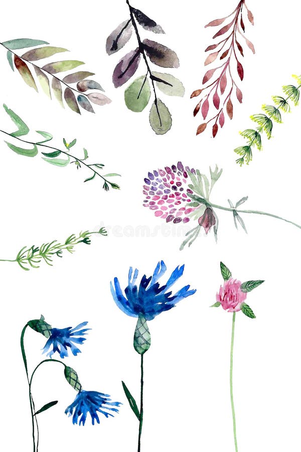 Akvarellfältväxter stock illustrationer Akvarellfältväxter stock illustrationer
