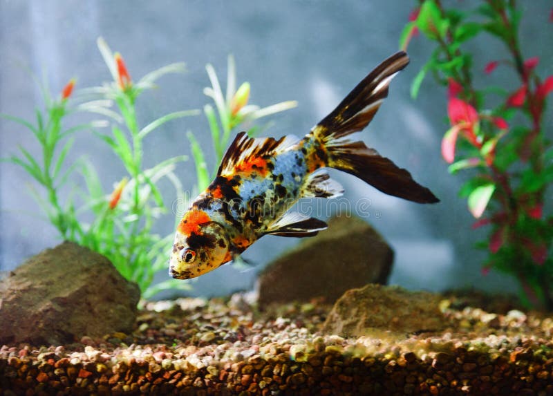 Akvariefisk royaltyfria foton