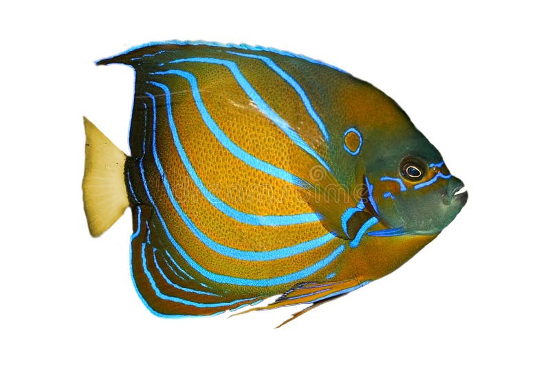 Akvariefisk royaltyfria foton