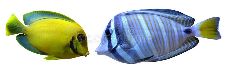 Akvariefisk royaltyfria bilder