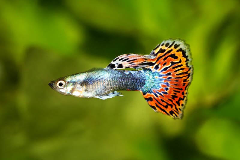 Akvariefisk för färgrik regnbåge för GuppyPoecilia reticulata tropisk arkivfoton