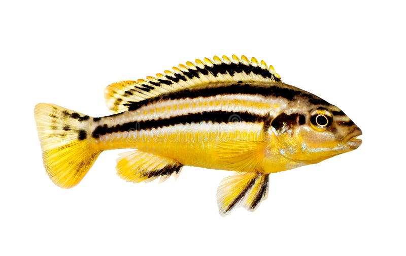 Akvariefisk för mbuna för Auratus cichlidMelanochromis auratus isolerad guld- royaltyfri foto