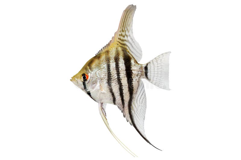 Akvariefisk för scalare för sebrahavsängelpterophyllum som isoleras på vit royaltyfria foton