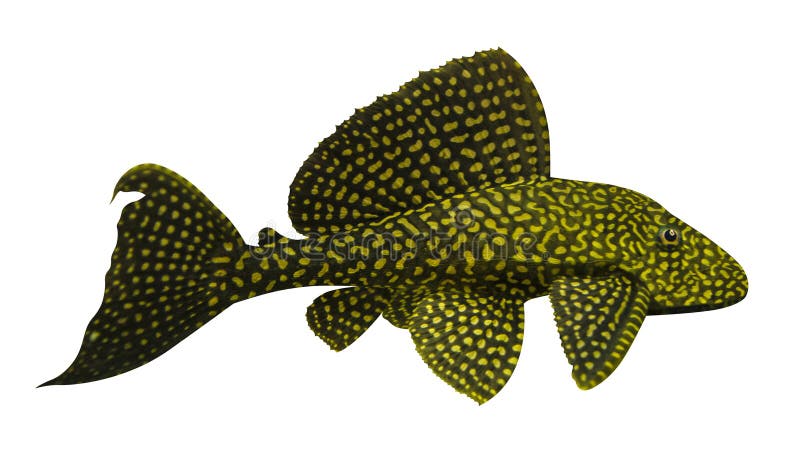 Akvariefisk Sailfin Pleco som isoleras på vit bakgrund royaltyfria foton