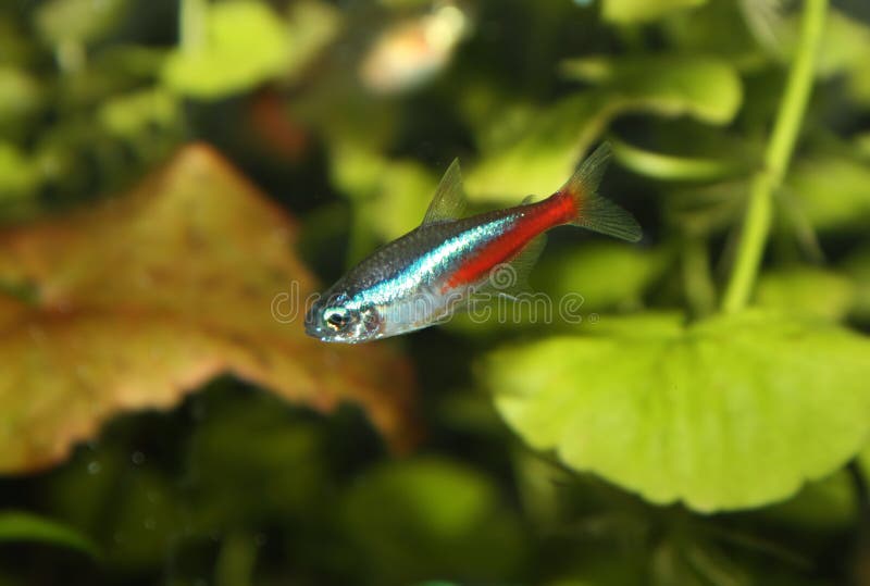 Akvariefiskneon royaltyfria bilder