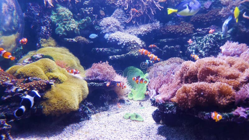 Akvarium med clownfisken och annan färgrik fisk med koraller på bakgrund