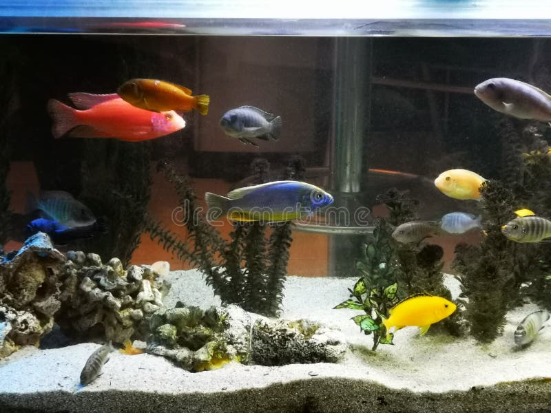 Akvarium med den exotiska fisken av olik art fotografering för bildbyråer Akvarium med den exotiska fisken av olik art fotografering för bildbyråer