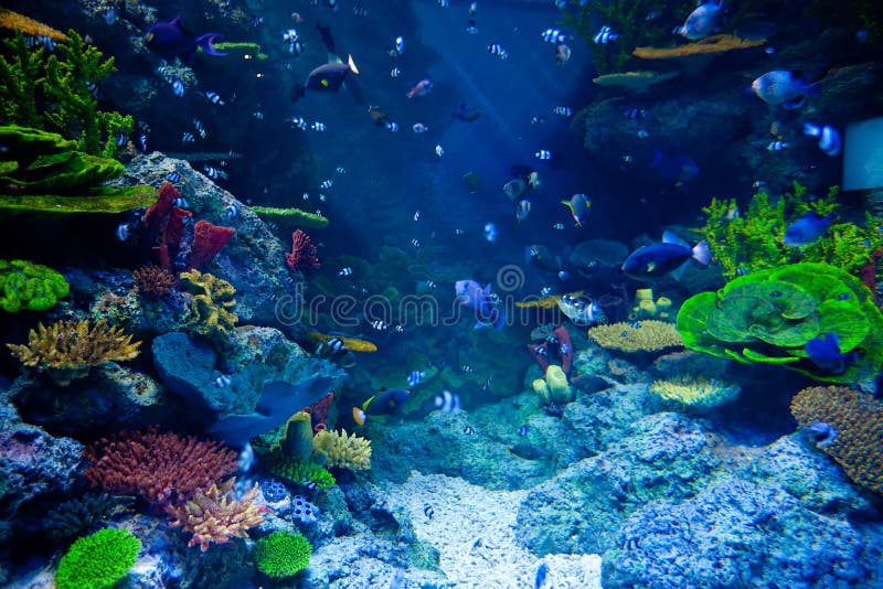 Akvarium med den färgrika tropiska fisken och härliga koraller royaltyfri foto