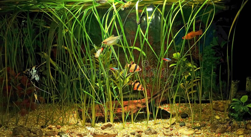 Akvarium med många fisk och naturliga växter .120 L
