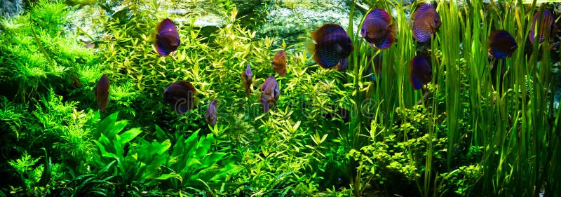 Akvariumdiskusfiskar royaltyfri fotografi