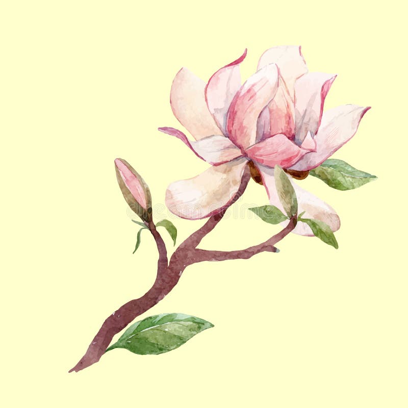 Akwarela magnoliowy kwiecisty wektorowy skład royalty ilustracja Akwarela magnoliowy kwiecisty wektorowy skład royalty ilustracja