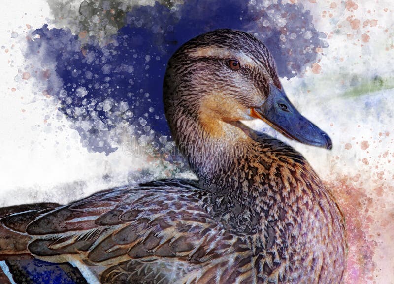 Akwarela obraz dzika kaczka Ptasia ilustracja royalty ilustracja