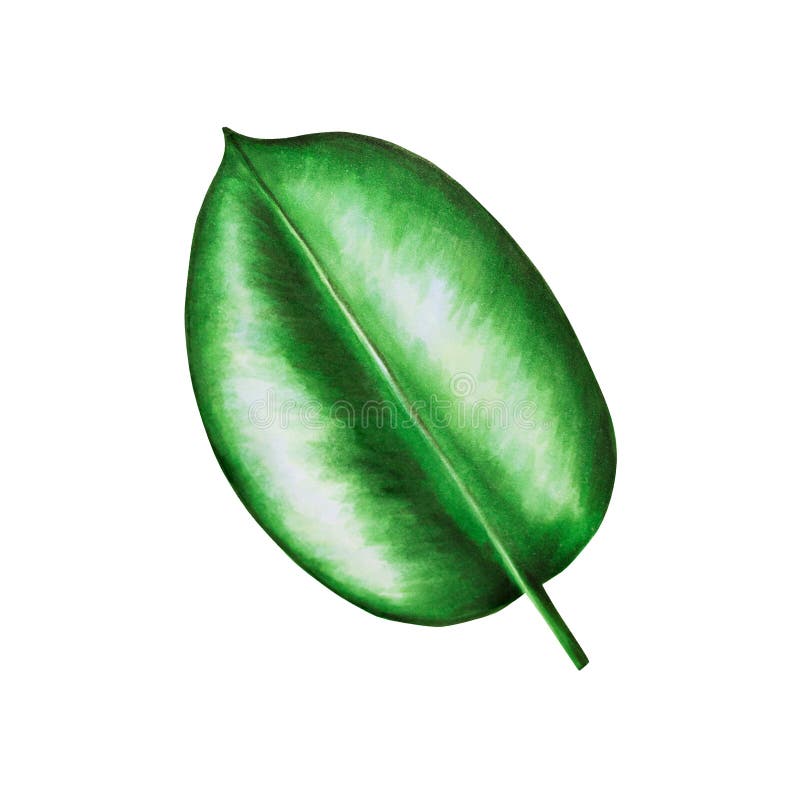 Akwarela realistyczna tropikalna ilustracja liścia ficus wyizolowanego na białym tle. piękna dłoń botaniczna malowana royalty ilustracja
