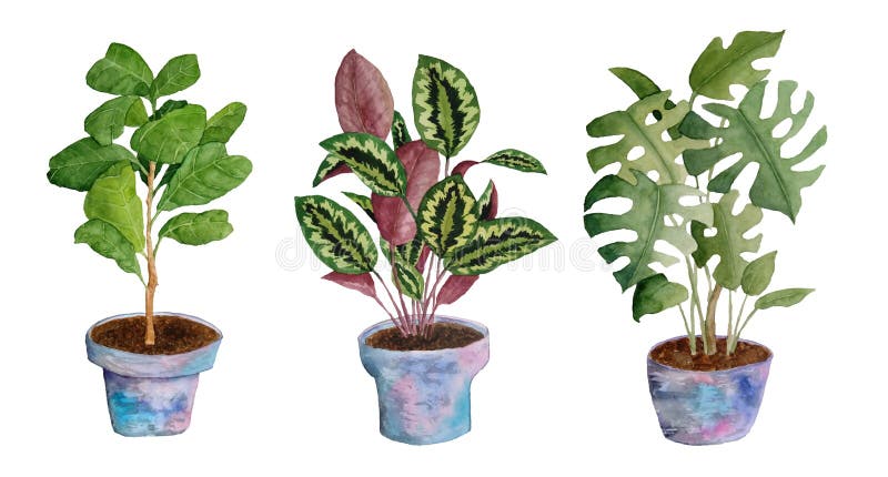 Akwarela, ręcznie narysowane elementy ilustracji kwiatów ziemniaka. monstera ficus fiddle liść drzewa modlitewnego ilustracja wektor