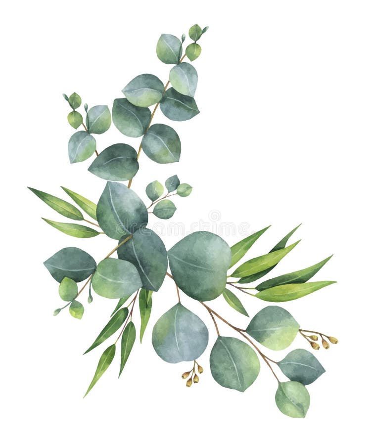 Akwarela wektorowy wianek z zielonym eukaliptusem opuszcza i rozgałęzia się