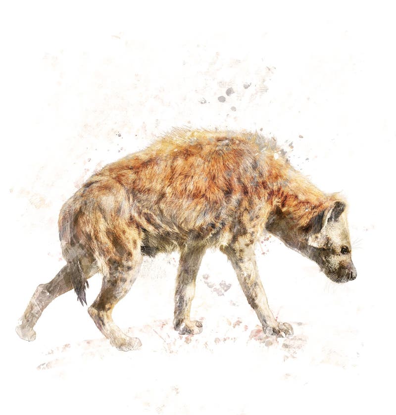 Akwarela wizerunek Łaciasta hiena ilustracji Akwarela wizerunek Łaciasta hiena ilustracji