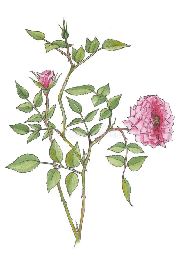 Akwareli botaniczna ilustracja menchii róży gałąź