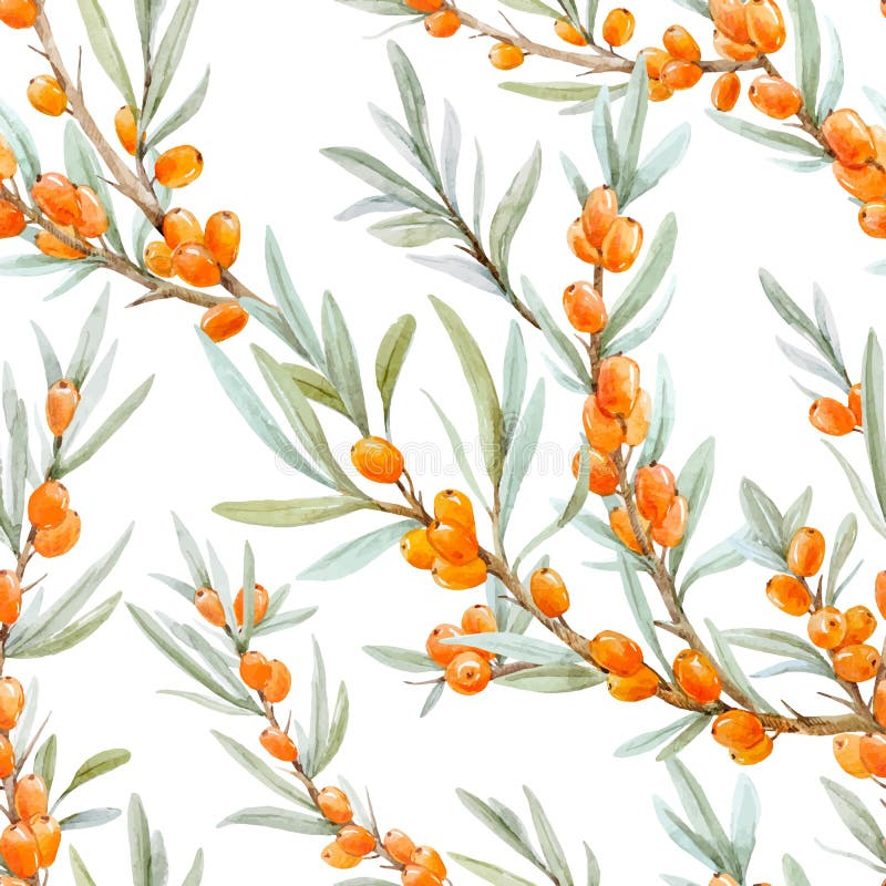 Akwareli dennego buckthorn wektoru wzór ilustracji Akwareli dennego buckthorn wektoru wzór ilustracji