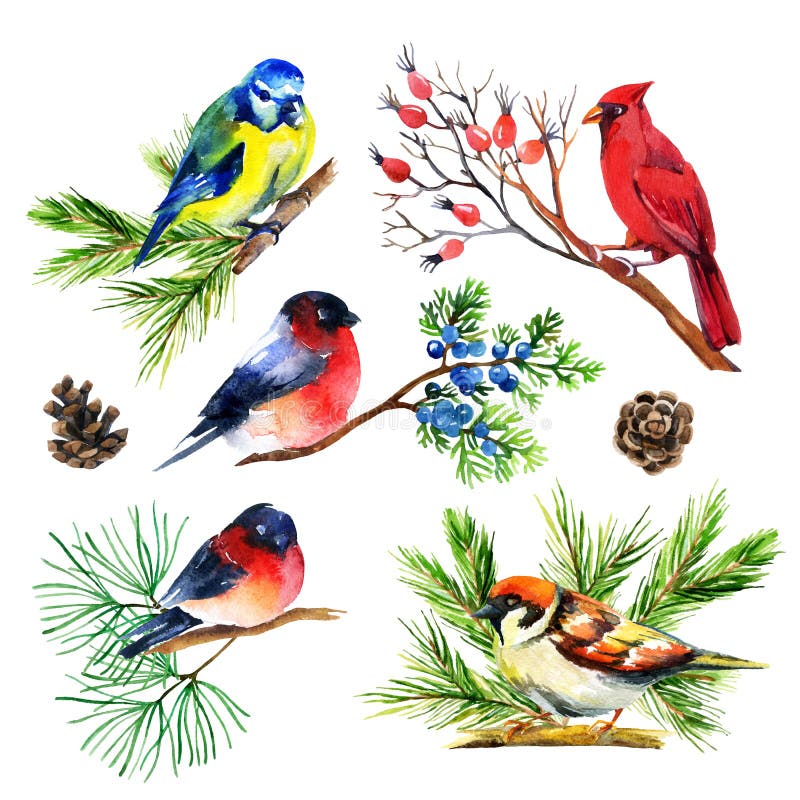 Akwareli gil, titmouse, kardynał i wróbel na gałąź, royalty ilustracja Akwareli gil, titmouse, kardynał i wróbel na gałąź, royalty ilustracja