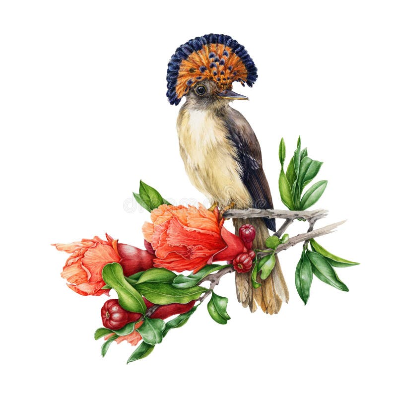 Akwareli ilustracja Amazon raju flycatcher obsiadanie na gałąź granatowa drzewo pojedynczy bia?e t?o ilustracja wektor Akwareli ilustracja Amazon raju flycatcher obsiadanie na gałąź granatowa drzewo pojedynczy bia?e t?o ilustracja wektor