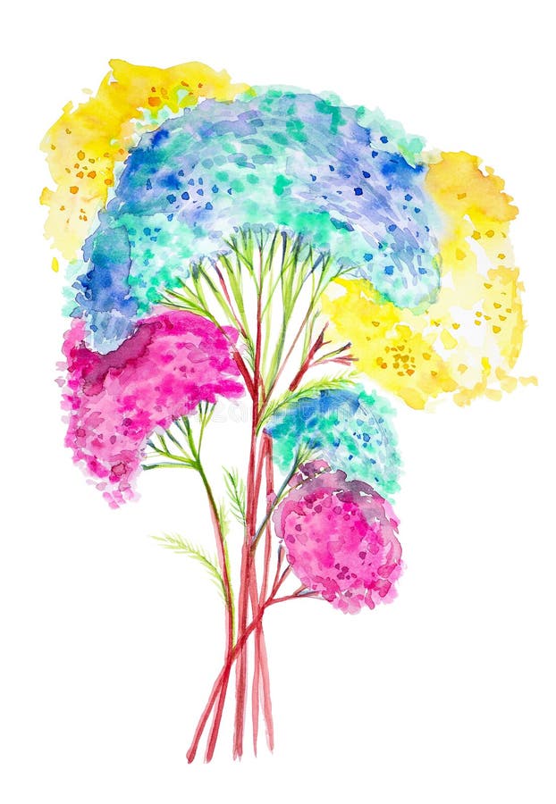Akwareli ilustracja kolorowi krwawników kwiaty pojedynczy białe tło ilustracja wektor Akwareli ilustracja kolorowi krwawników kwiaty pojedynczy białe tło ilustracja wektor