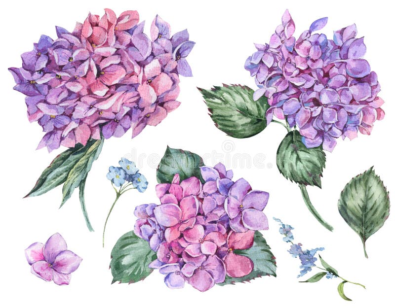 Akwareli lata Kwiecisty set rocznik Kwitnąca hortensja royalty ilustracja Akwareli lata Kwiecisty set rocznik Kwitnąca hortensja royalty ilustracja