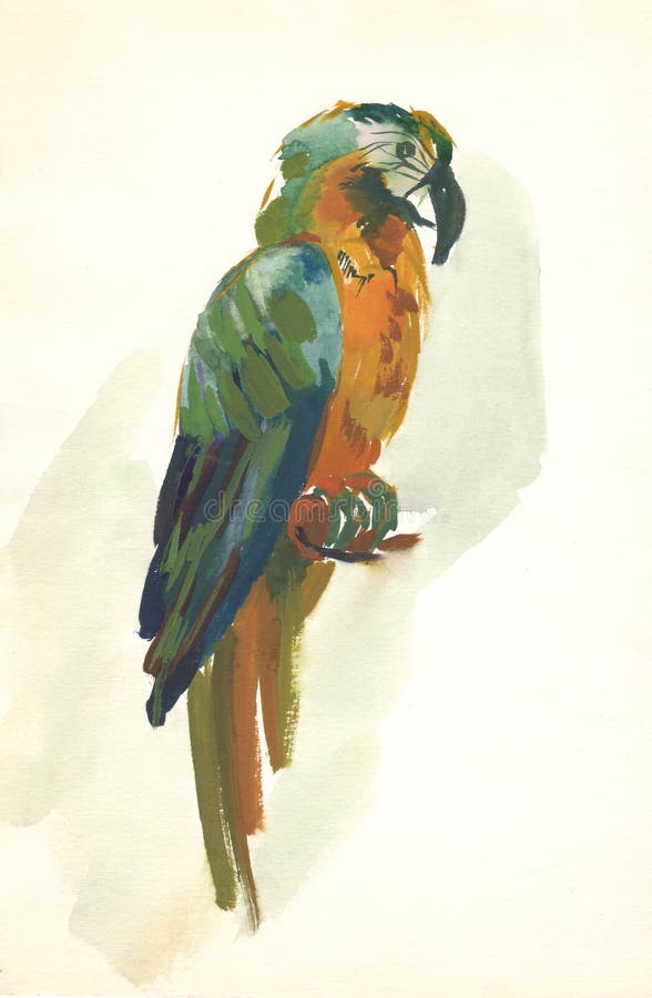 Akwareli papuzi nakreślenie ilustracji Akwareli papuzi nakreślenie ilustracji
