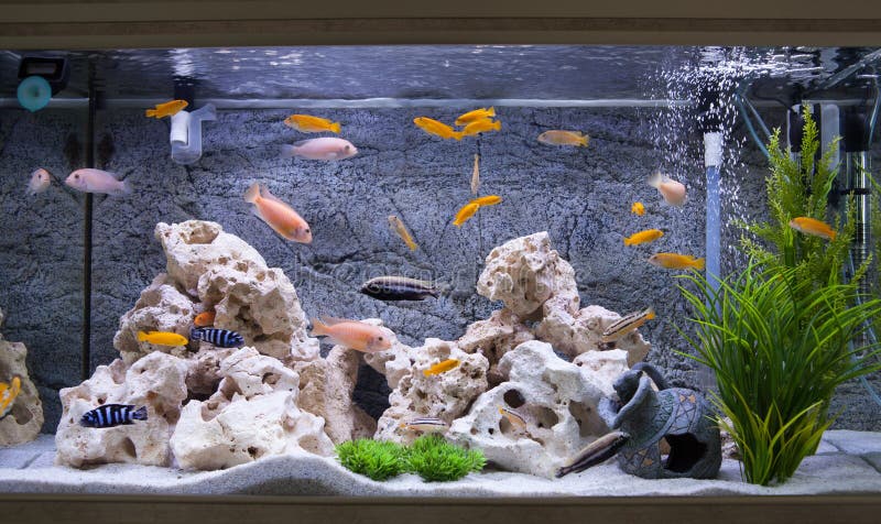 cake Post Final Akwarium z cichlids ryba zdjęcie stock. Obraz złożonej z rośliny - 112605882