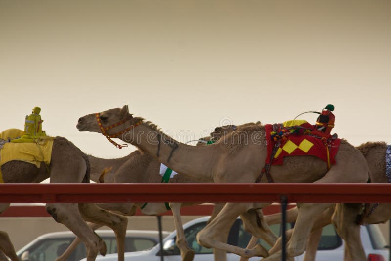 Al Marmoum Camel racing season
